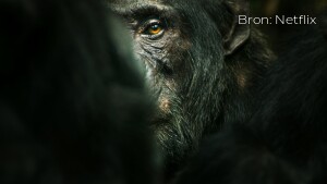 Serierecensie: Chimp Empire is koninklijke natuurdocumentaire over grote chimpansee familie